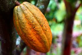 Cocoa Drying